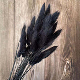 Dried Bunny Tail Grass