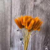 Dried Bunny Tail Grass